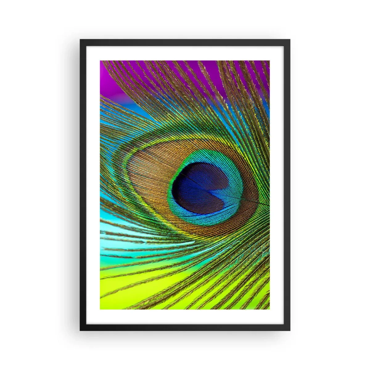 Plakat i sort ramme - Detalje af en påfuglefjer i intense farver - 50x70cm - Øje mod øje - Moderne vægdekoration til stue og soveværelse ARTTOR
