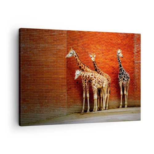 Lærredstryk - Billede på lærred - Fire giraffer mod en murstensvæg i kunstneriske omgivelser - 70x50cm - Kan du se nogen akacie? - Moderne vægdekoration til stue og soveværelse ARTTOR