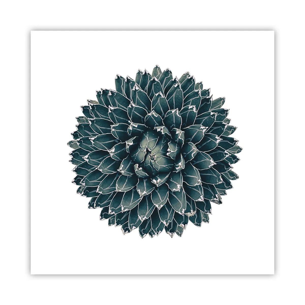 Plakat - Ørkenstjerne - 60x60 cm
