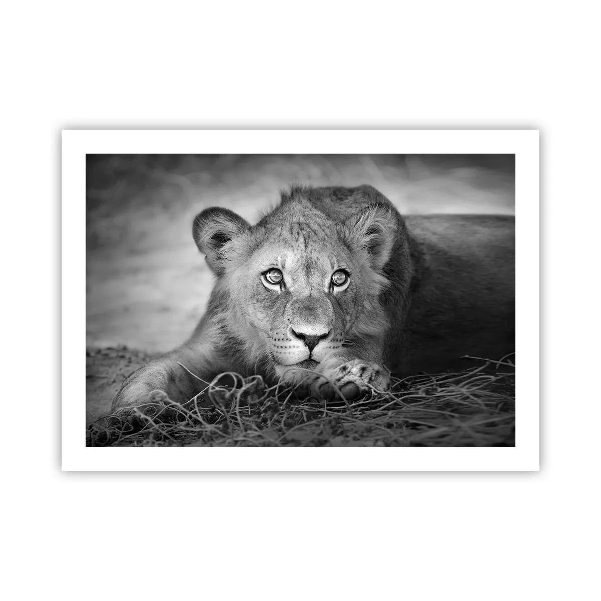 Plakat - Kongelig hvalp - 70x50 cm