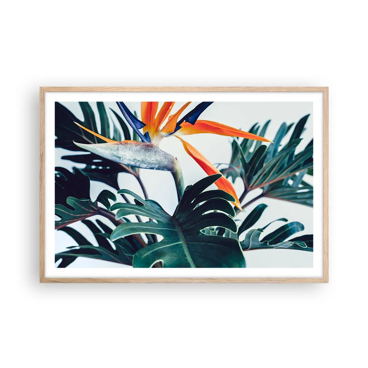 Plakat i ramme af lyst egetræ - Fuglebur - 91x61 cm