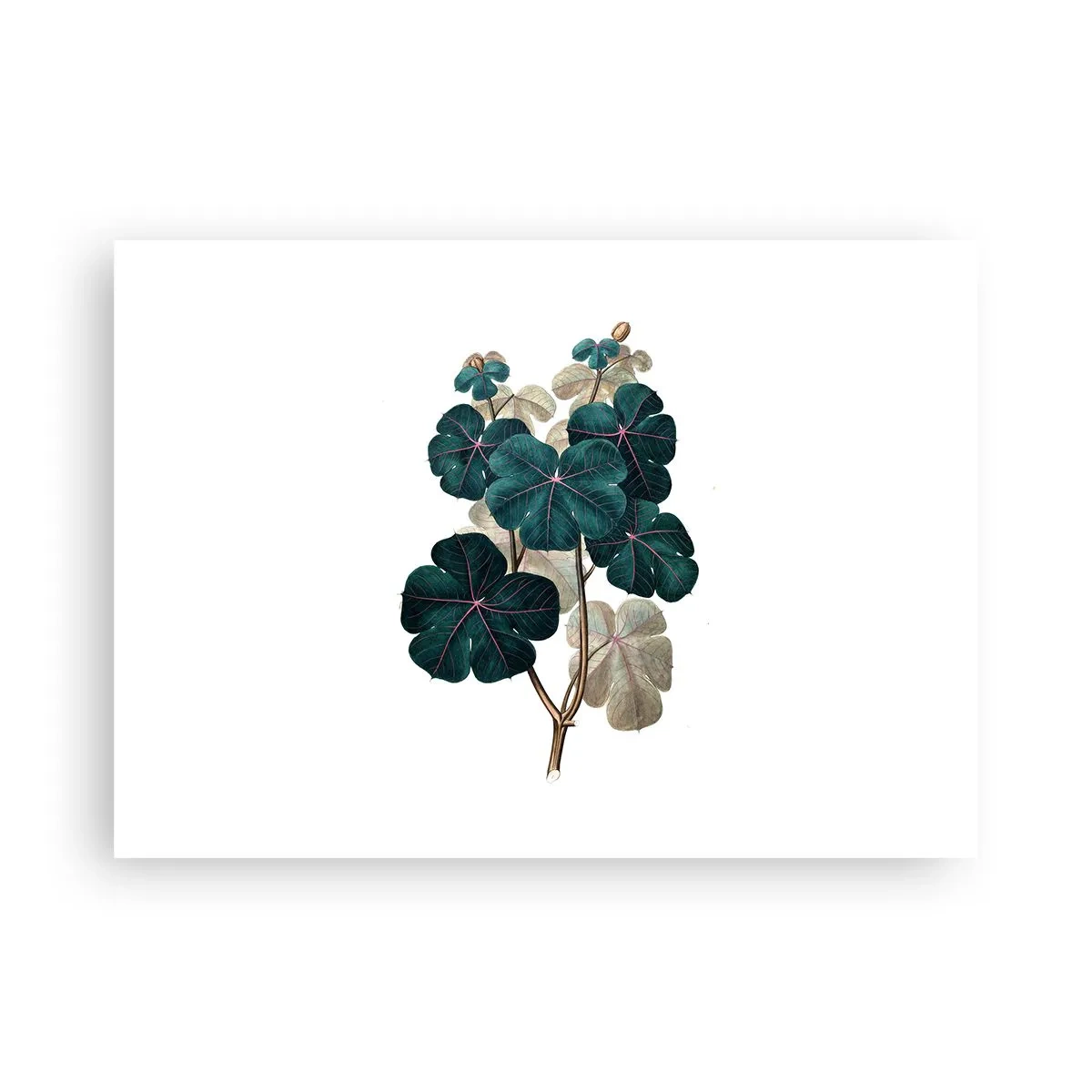 Plakat - Fra et gammelt herbarium - 70x50 cm