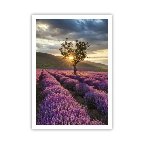 Plakat - Lilla aroma - 70x100 cm