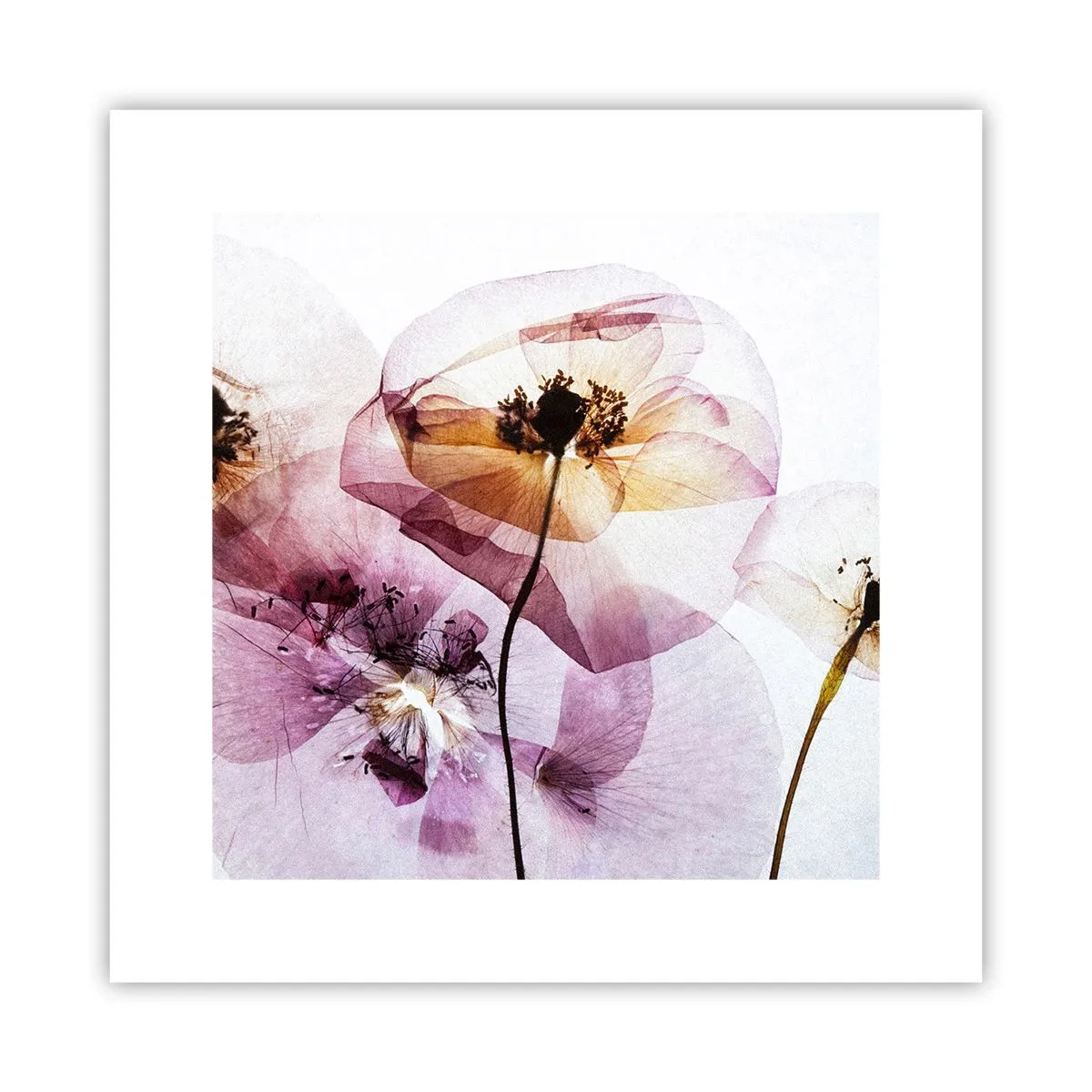 Plakat - Blomsterlegeme dias - 30x30 cm