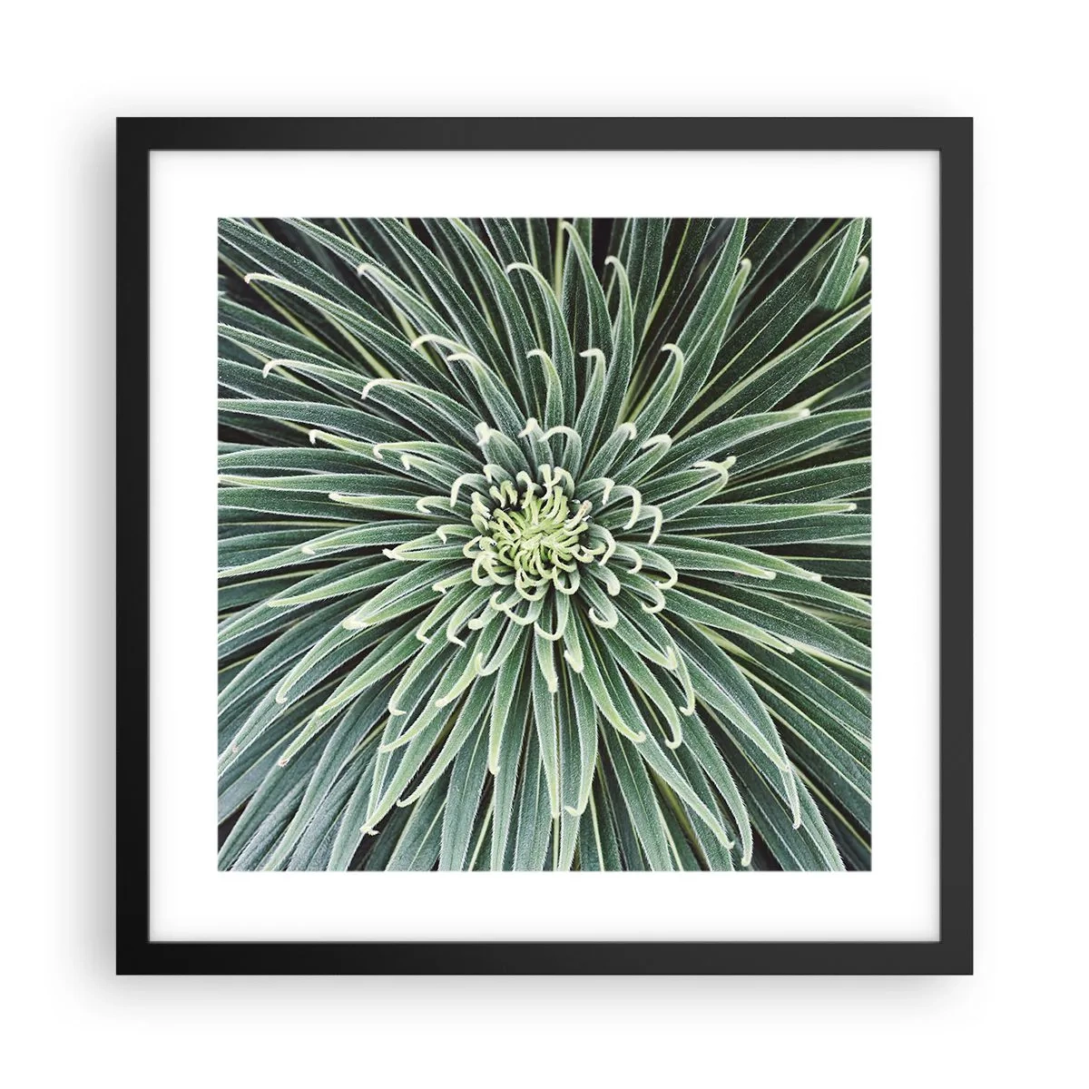 Plakat i sort ramme - En stjernes fødsel - 40x40 cm