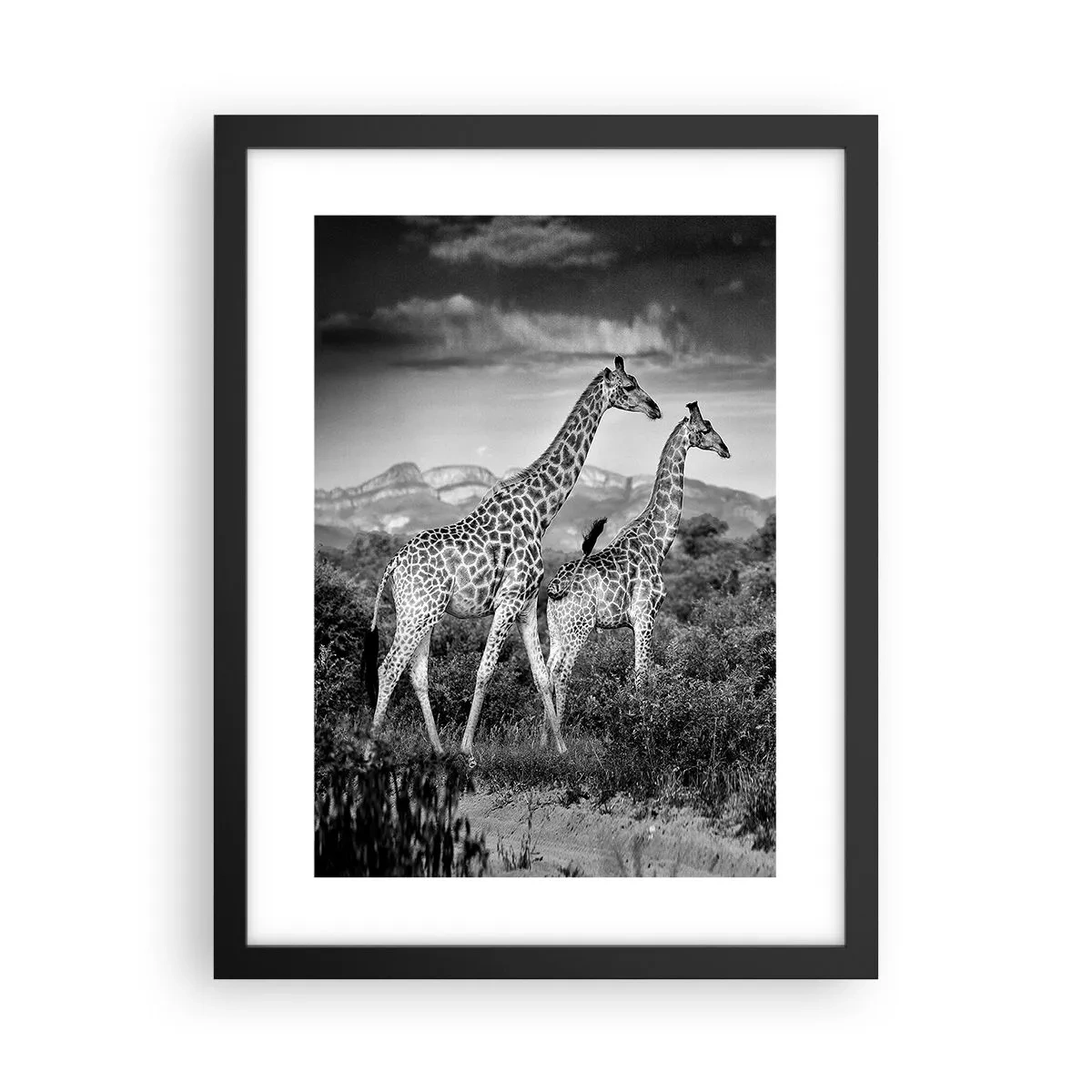 Plakat i sort ramme - Afrikas overklasse - 30x40 cm