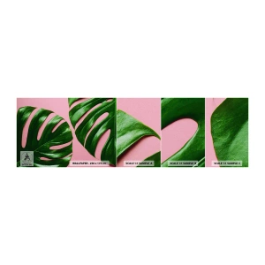 Prøve Fototapet Selvklæbende Deluxe Sticker - Grønt rendez-vous - Monstera, Grønt blad, Eksotisk plante - 100x30 cm