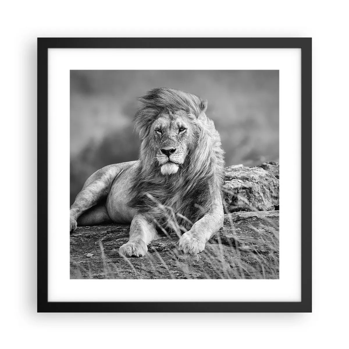 Plakat i sort ramme - Kongelig siesta - 40x40 cm
