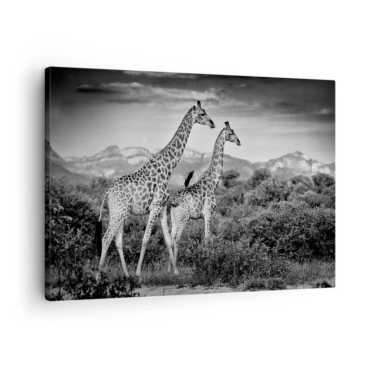 Lærredstryk - Billede på lærred - Sort-hvide silhuetter af to giraffer på savannen - 70x50cm - Afrikas overklasse - Moderne vægdekoration til stue og soveværelse ARTTOR