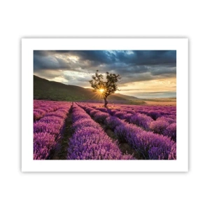 Plakat - Lilla aroma - 50x40 cm