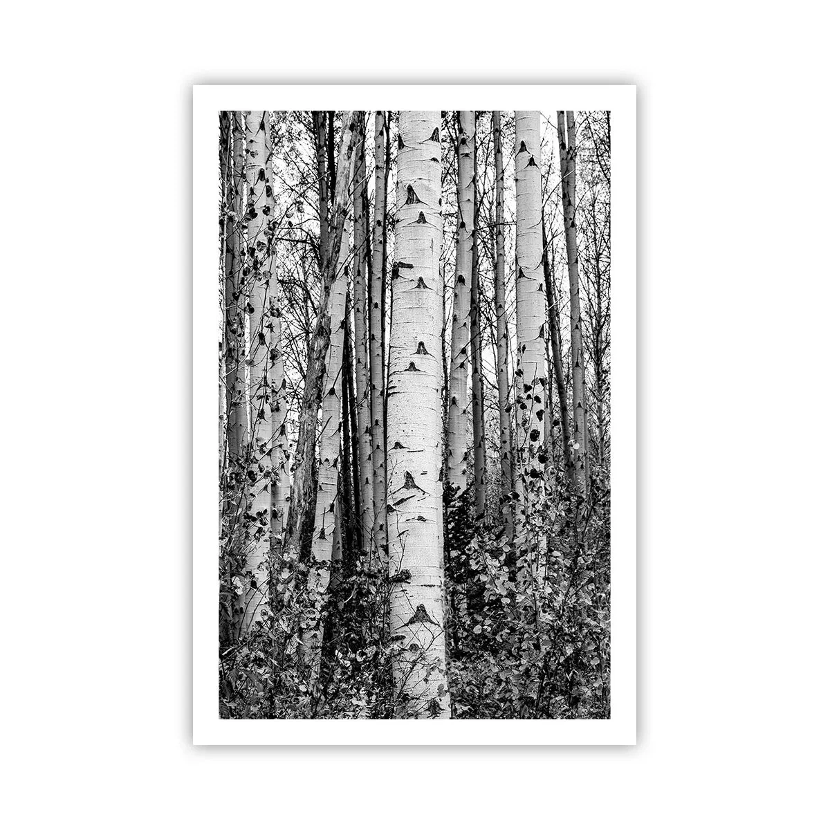 Plakat - Kolonnade af birk - 61x91 cm