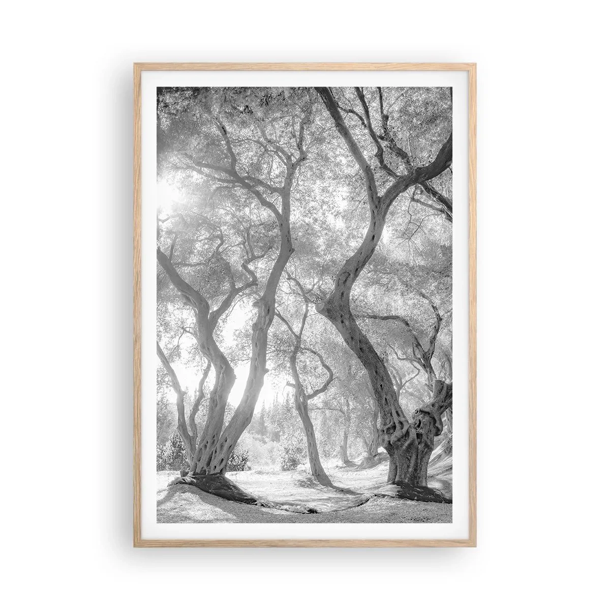 Plakat i ramme af lyst egetræ - I en olivenlund - 70x100 cm