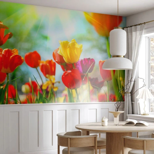 Fototapet på mål Premium Canvas - Alle solens farver - Tulipaner, Blomster, Eng