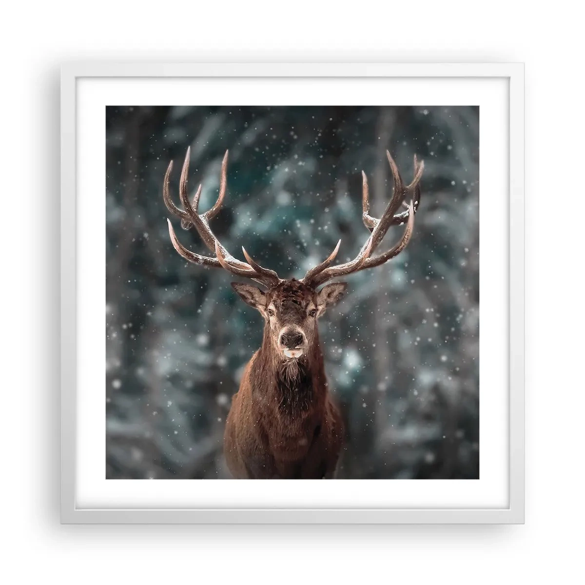 Plakat i hvid ramme - Skovens konge kronet - 50x50 cm