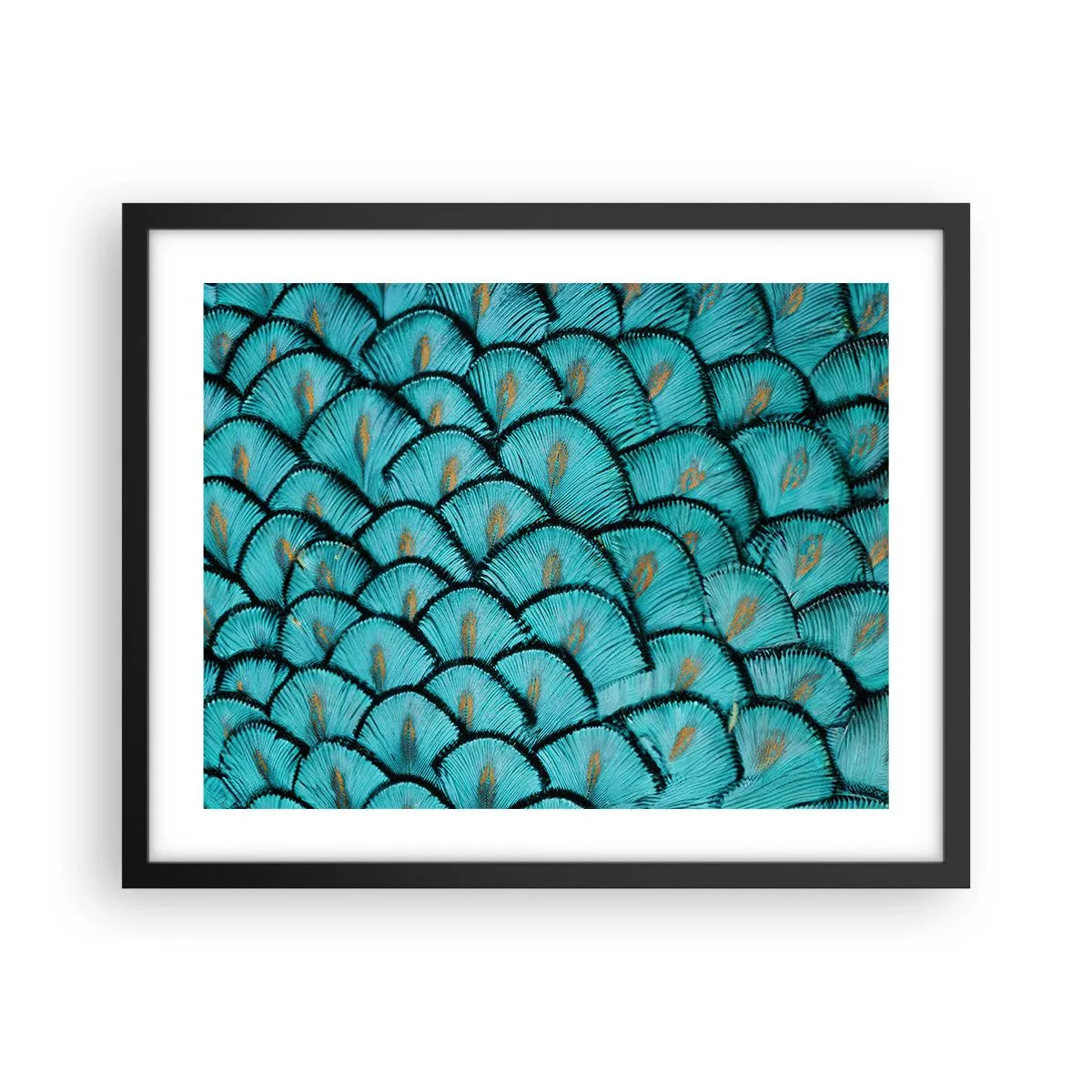 Plakat i sort ramme - Den store fjer-galla - 50x40 cm