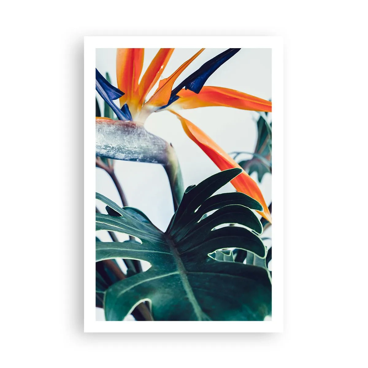 Plakat - Fuglebur - 61x91 cm