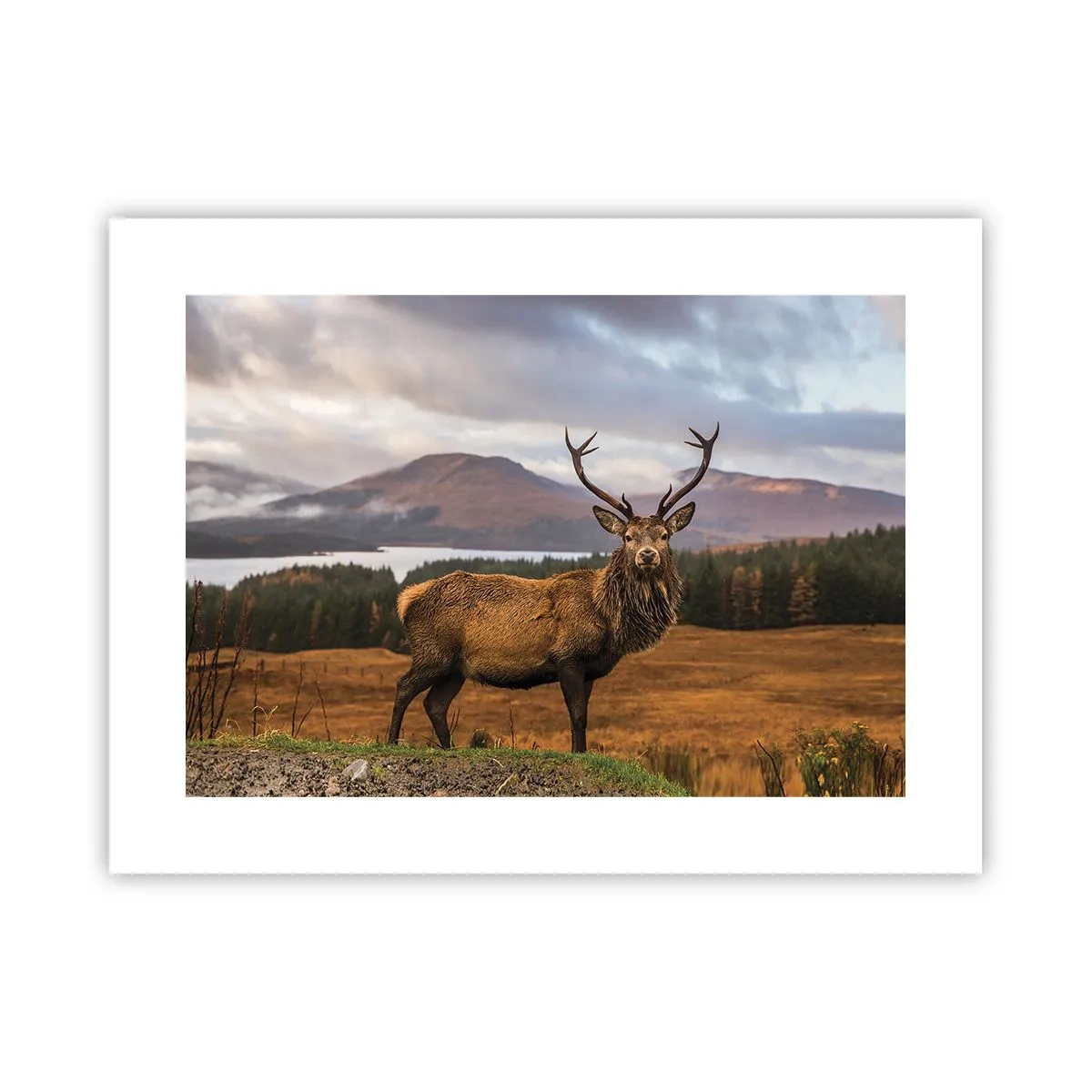 Plakat - Naturens majestæt - 40x30 cm