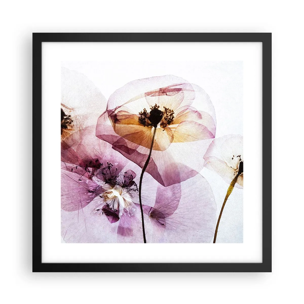 Plakat i sort ramme - Blomsterlegeme dias - 40x40 cm