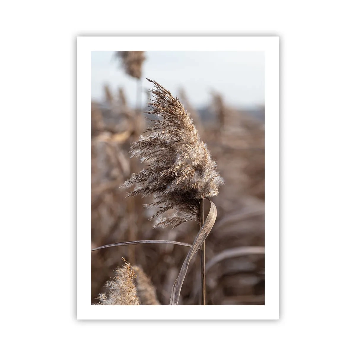 Plakat - Tid til at flyve væk med vinden - 50x70 cm