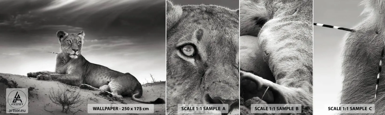 Fototapet Prøve Standard Eco - Resten af ørkendronningen - Dyr, Løve, Ørken - 100x30 cm