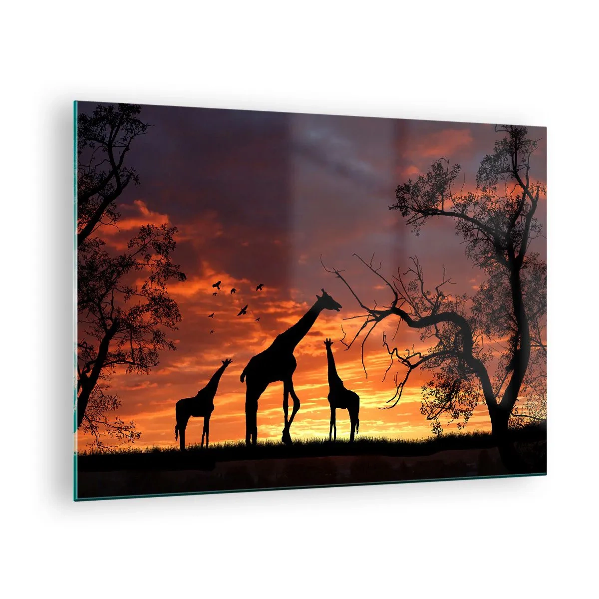 Billede på glas - Silhuetter af giraffer mod baggrunden af en solnedgang i et afrikansk landskab - 70x50cm - En lille middag med dem, du holder af - Moderne vægdekoration til stue og soveværelse ARTTOR