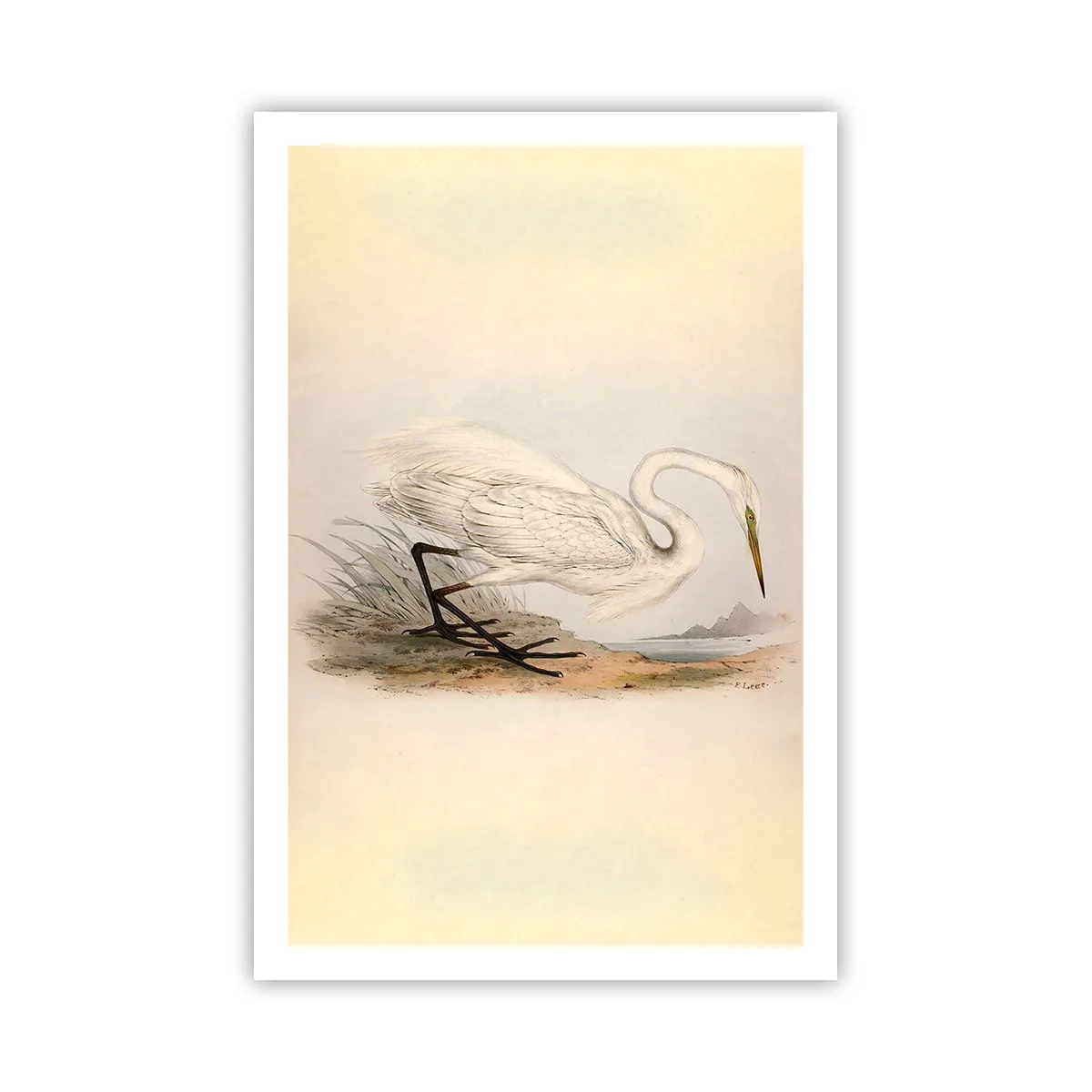Plakat - Dame på sivene - 61x91 cm