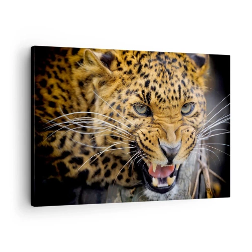 Lærredstryk - Billede på lærred - Et nærbillede af en truende leopard med blottede hugtænder. - 70x50cm - Kom ikke op, jeg advarer dig! - Moderne vægdekoration til stue og soveværelse ARTTOR