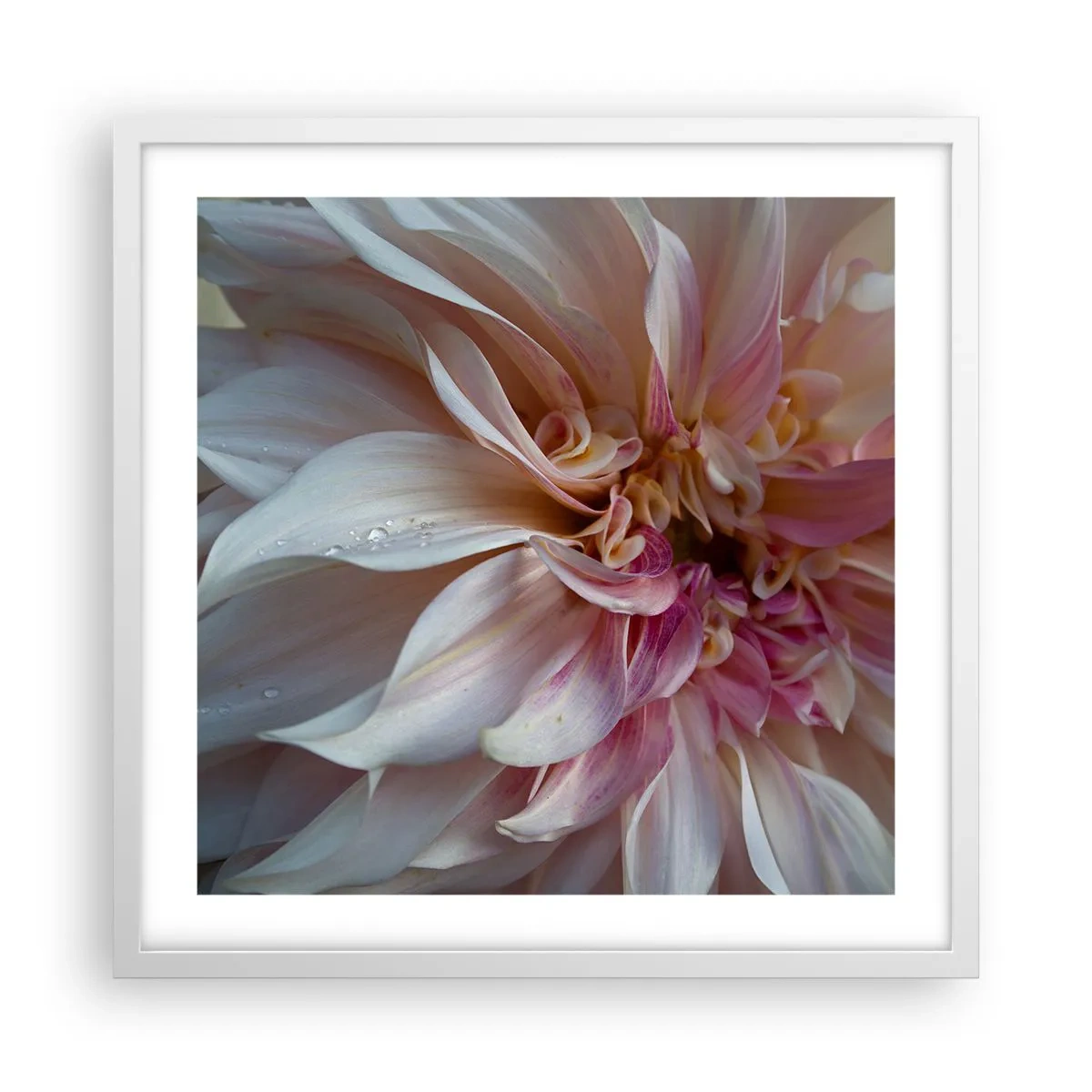 Plakat i hvid ramme - Blomstrende friskhed - 50x50 cm