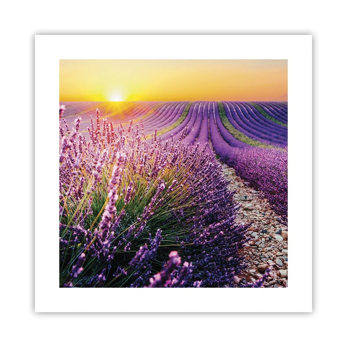 Plakat - Duftende plet - 40x40 cm