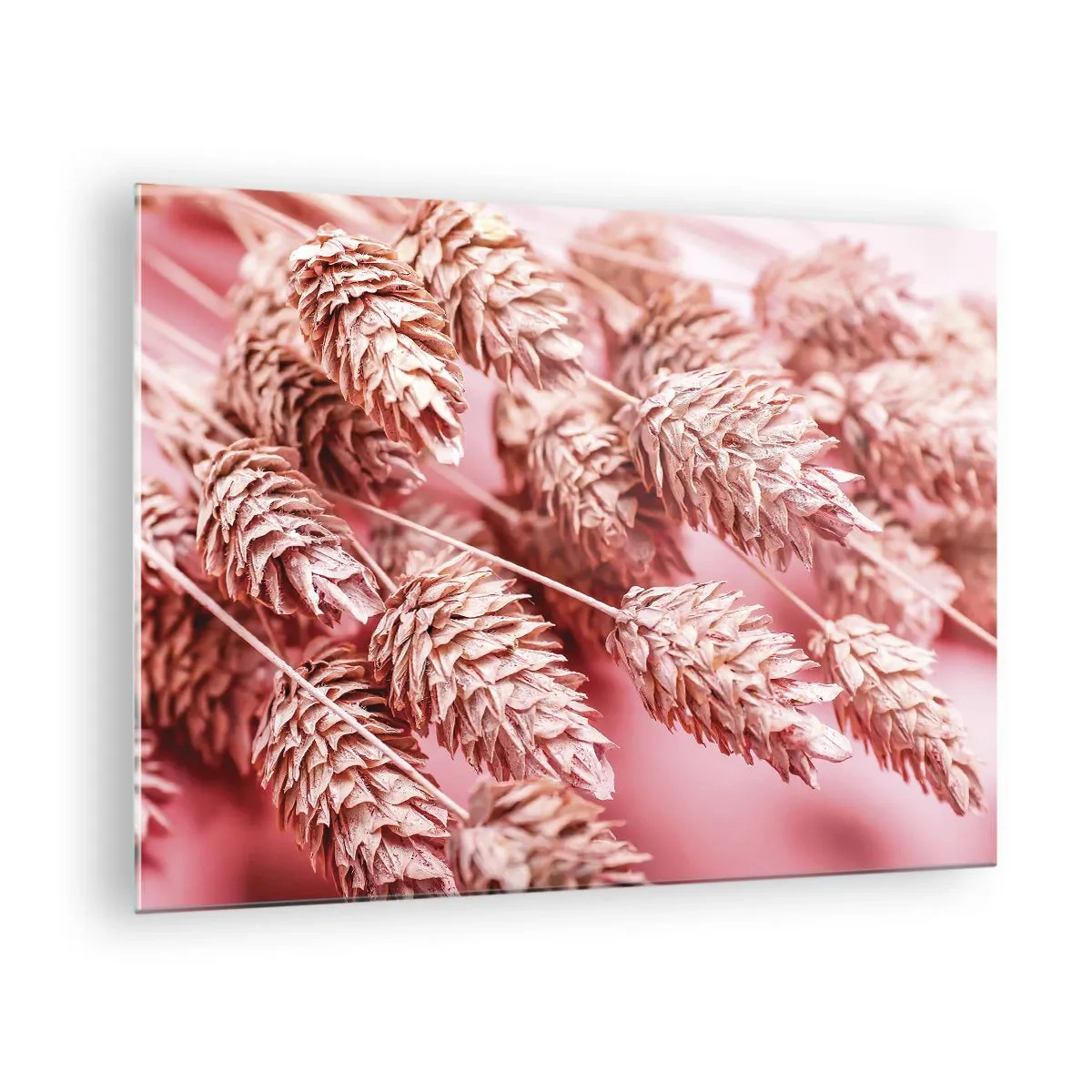 Billede på glas - Tørrede majskolber i lyserøde nuancer på en pastelbaggrund - 70x50cm - Blomsterkaskade i lyserødt - Moderne vægdekoration til stue og soveværelse ARTTOR