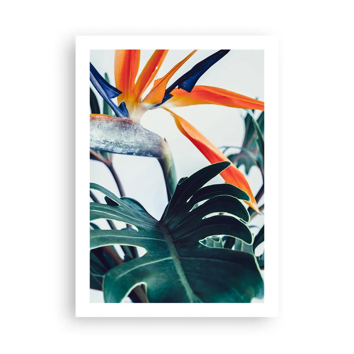 Plakat - Fuglebur - 50x70 cm