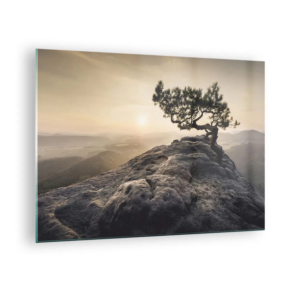 Billede på glas - Et træ på en klippe i lyset fra den opgående sol - 70x50cm - Livet vinder altid - Moderne vægdekoration til stue og soveværelse ARTTOR