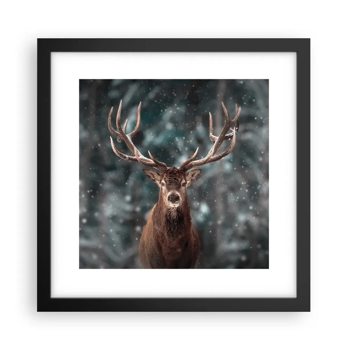 Plakat i sort ramme - Skovens konge kronet - 30x30 cm