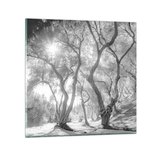 Billede på glas - I en olivenlund - 30x30 cm