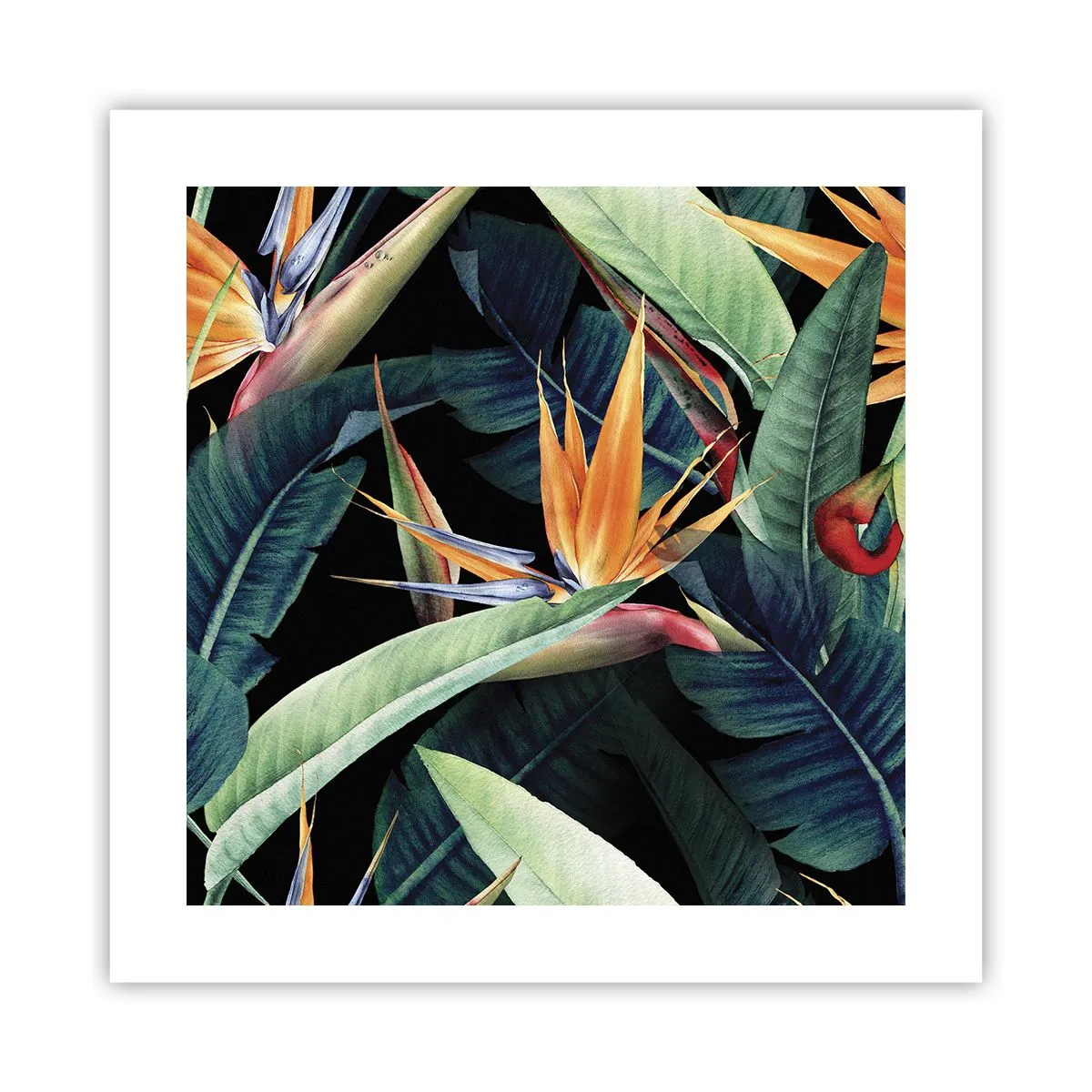 Plakat - Flammeblomster i troperne - 40x40 cm