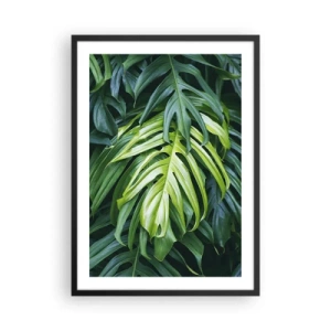 Plakat i sort ramme - Nærbillede af grønne monsterablade - 50x70cm - Fordyb dig i friskhed - Moderne vægdekoration til stue og soveværelse ARTTOR