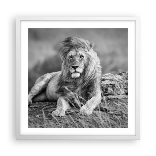 Plakat i hvid ramme - Kongelig siesta - 50x50 cm