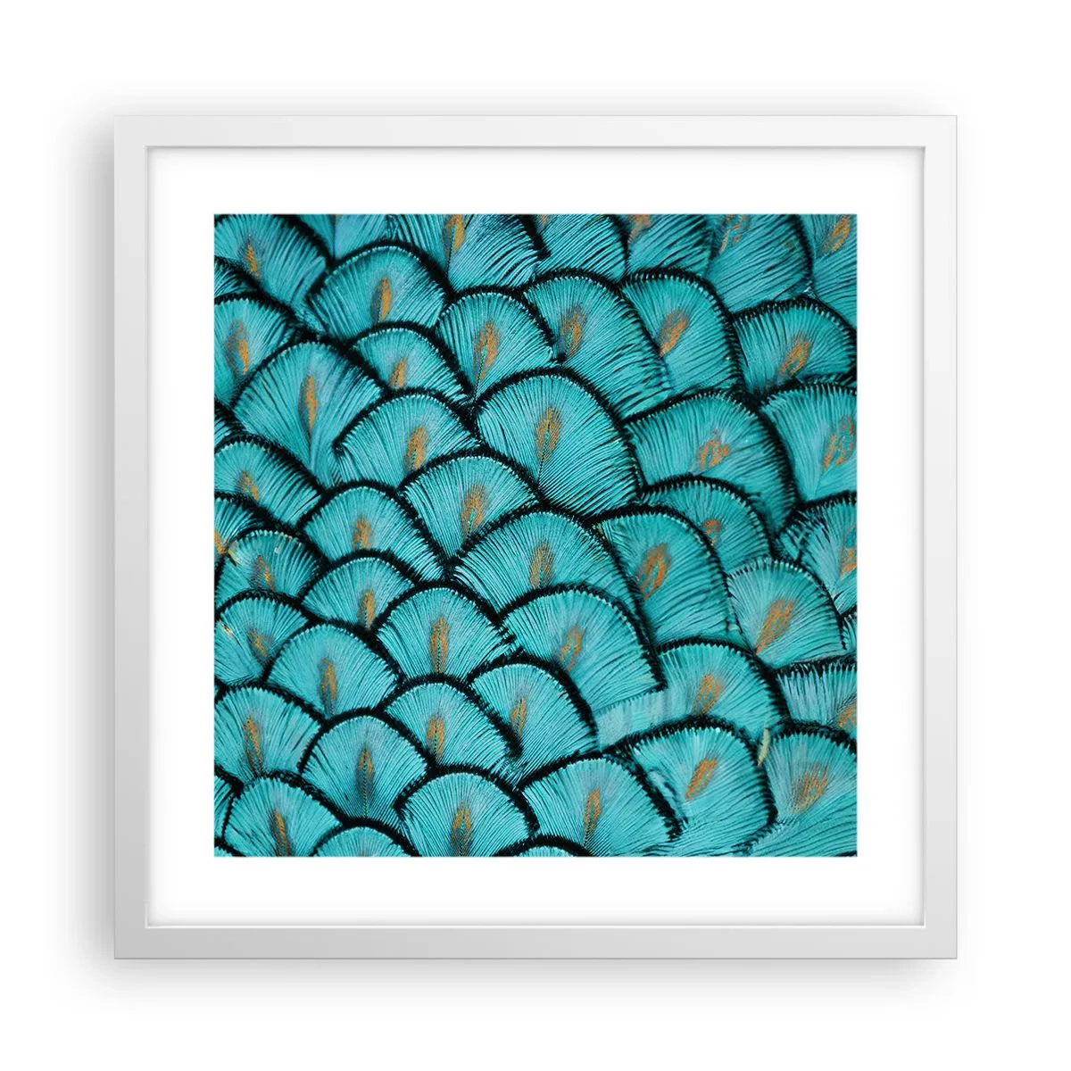 Plakat i hvid ramme - Den store fjer-galla - 40x40 cm