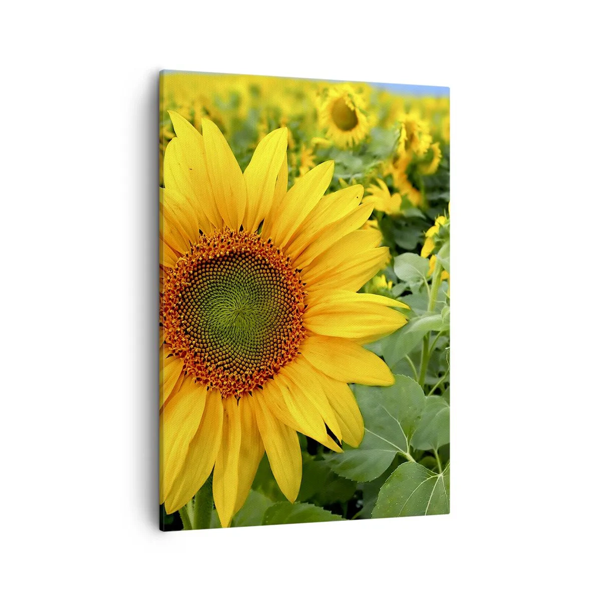 Lærredstryk - Billede på lærred - Hundredvis af sole blussede op - 50x70 cm