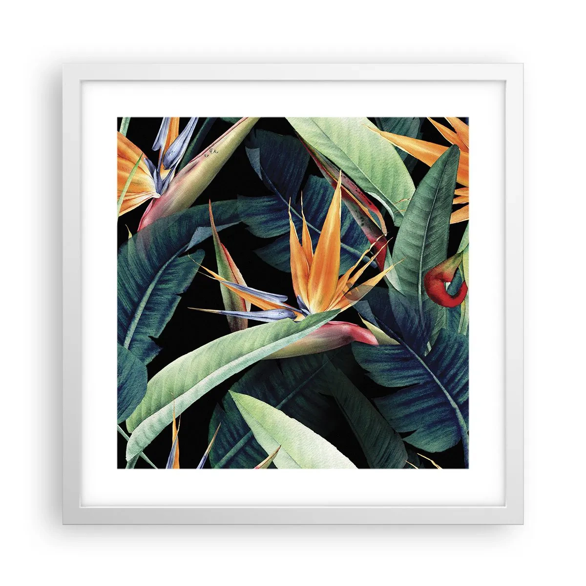 Plakat i hvid ramme - Flammeblomster i troperne - 40x40 cm