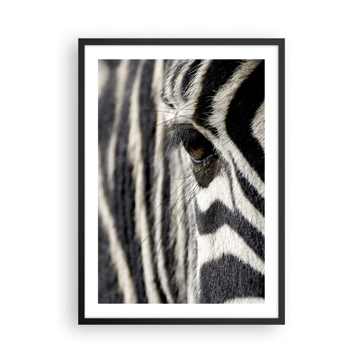 Plakat i sort ramme - Et nærbillede af en zebras øje med dets karakteristiske mønster. - 50x70cm - Stribet portræt - Moderne vægdekoration til stue og soveværelse ARTTOR