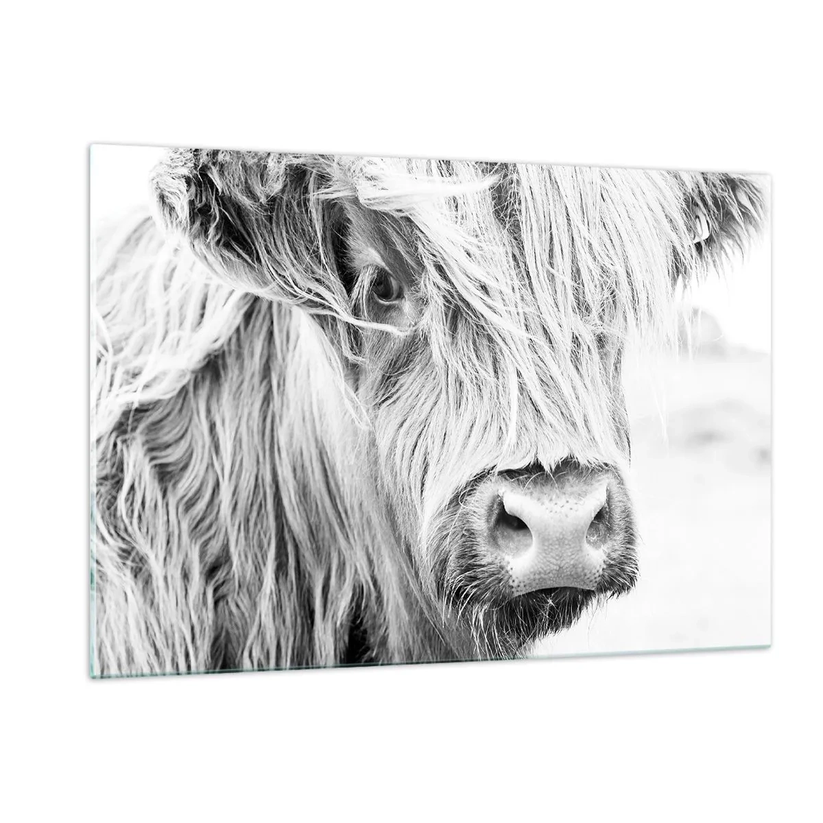 Billede på glas - Skotsk vildmark - 120x80 cm