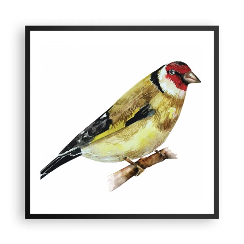 Plakat i sort ramme - Portræt af en fugl - 60x60 cm