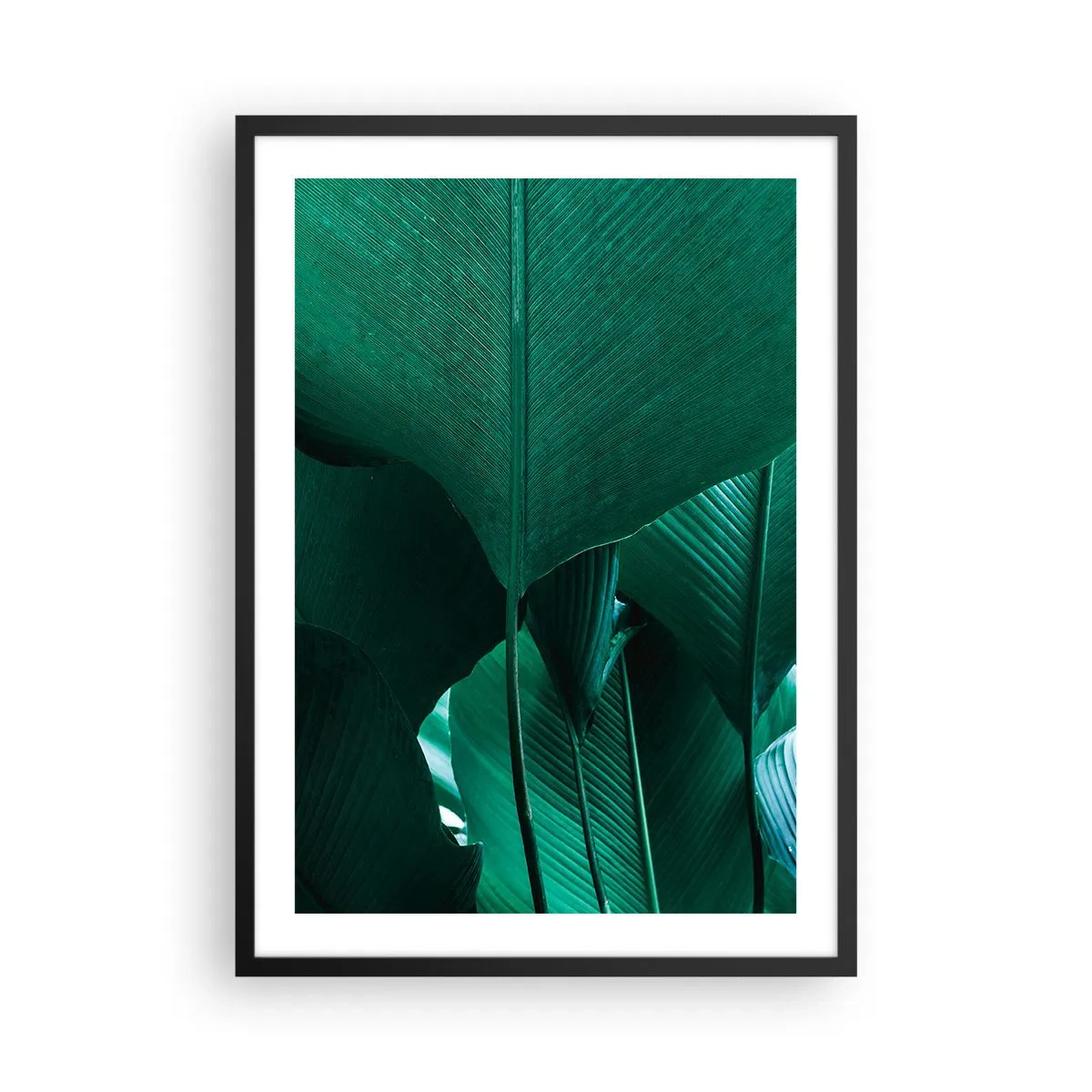 Plakat i sort ramme - Nærbillede af store grønne blade, der viser struktur og tekstur. - 50x70cm - Mod lyset - Moderne vægdekoration til stue og soveværelse ARTTOR