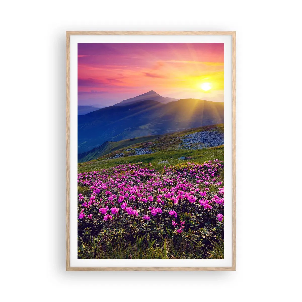 Plakat i ramme af lyst egetræ - ... Og rundt omkring dufter det af fyrretræer og krydderurter - 70x100 cm