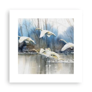 Plakat - Som i en fortælling om vilde svaner - 30x30 cm