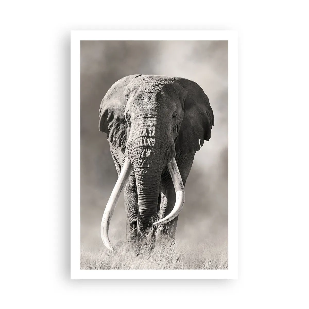 Plakat - Afrikansk patriark - 61x91 cm
