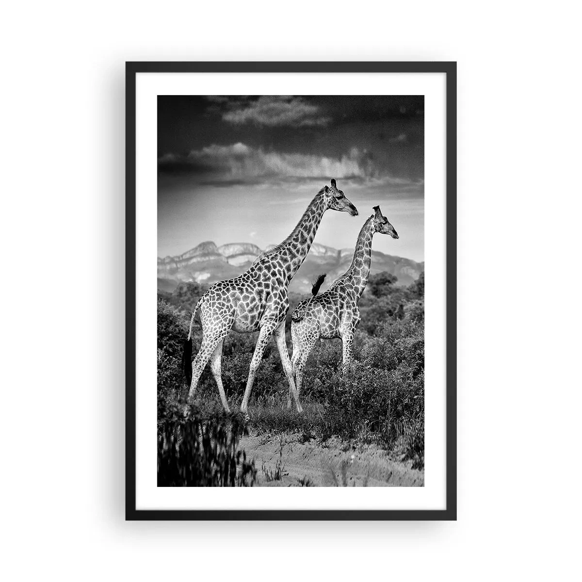 Plakat i sort ramme - Sort-hvidt portræt af giraffer mod en afrikansk landskabsbaggrund - 50x70cm - Afrikas overklasse - Moderne vægdekoration til stue og soveværelse ARTTOR