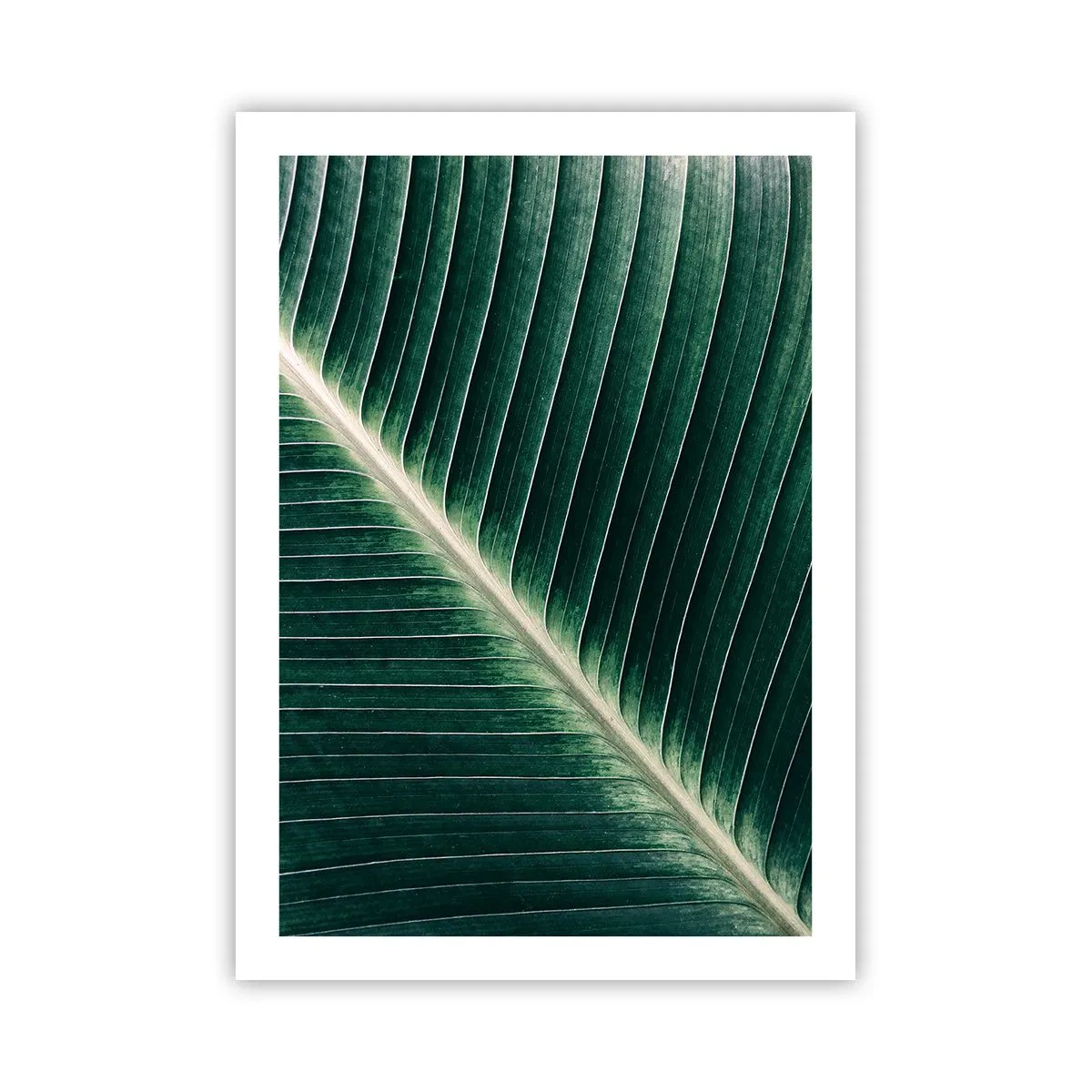 Plakat - Naturens rytme - 50x70 cm