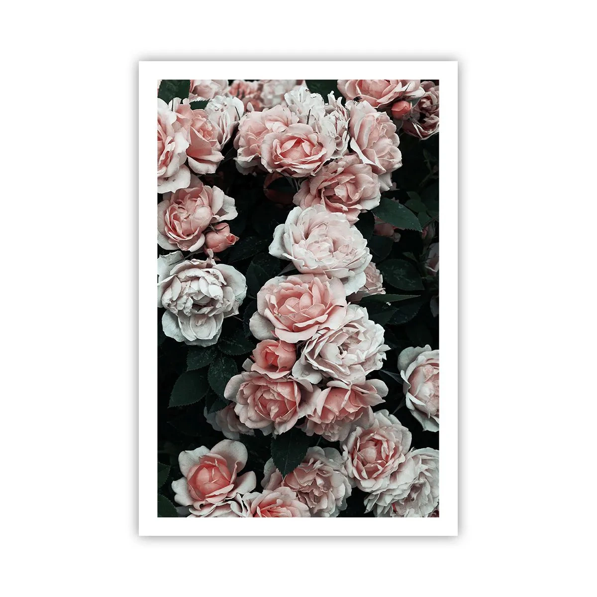 Plakat - Lyserød ansamble - 61x91 cm